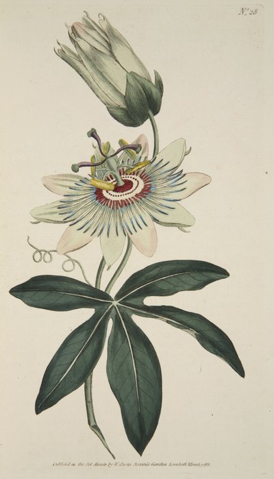 Passiflora Caerulea (Ortak Tutku Çiçeği), The Botanical Magazine veya Flower Garden Displayed, pub