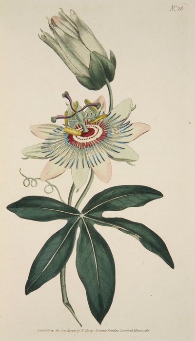 Passiflora Caerulea Ortak Tutku Çiçeği, pub. 1786 el renkli gravür. by English School