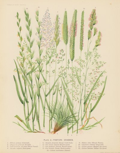 Mera Otları (renkli lito) by English School