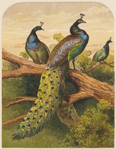 Tavus kuşları (renkli litho) by English School