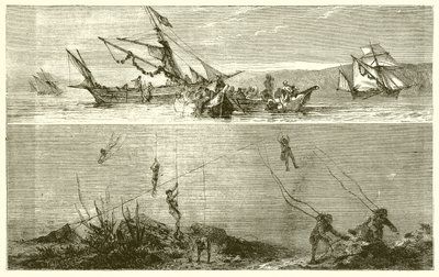 inci balıkçılığı by English School