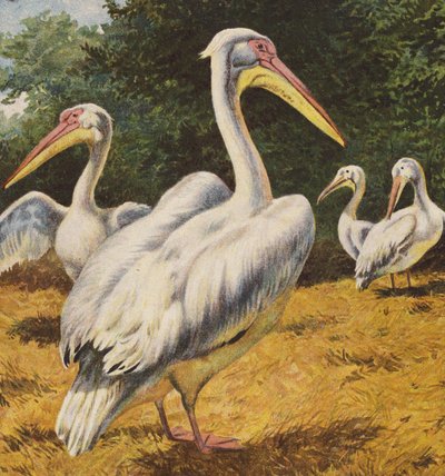 Pelikanlar (renkli lito) by English School