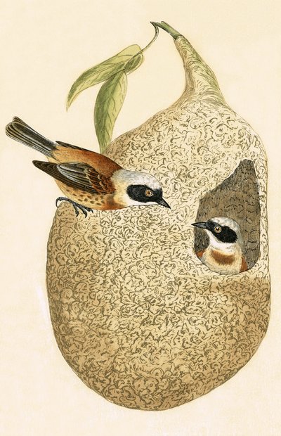 Sarkaç Baştankara, Charles Robert Bree (1811-86) tarafından 