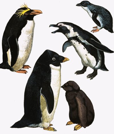 penguenler by English School