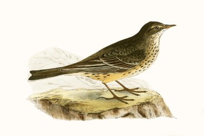 Pennsyvlanian Pipit, Charles Robert Bree (1811-86) tarafından 