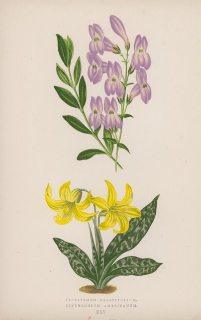 Pentstemon Crassifolium; Erythronium Americanum (renkli lito) by English School
