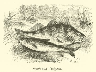 Levrek ve Gudgeon by English School