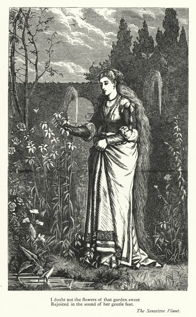 Percy Bysshe Shelley: The Sensitive Plant için illüstrasyon (gravür) by English School