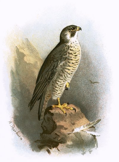 Alaca şahin by English School