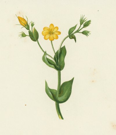 Perfoliate Sarı Kantaron, Chlora Perfoliata (renkli taş) by English School