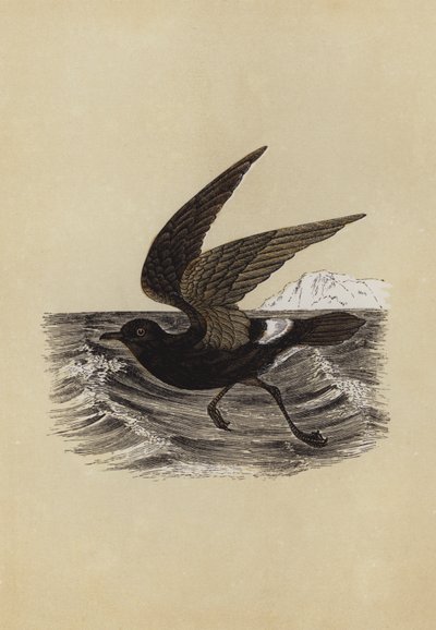 Petrel (renkli lito) by English School