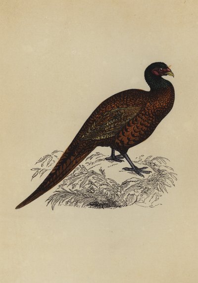 Sülün (renkli lito) by English School