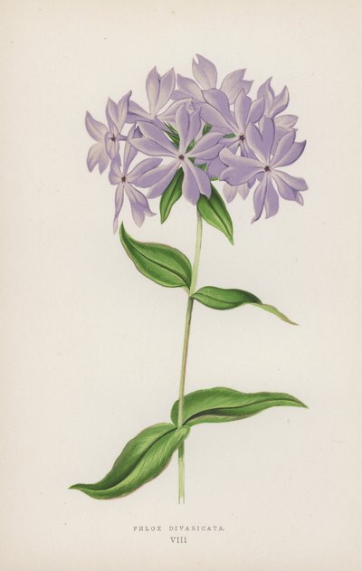 Çiçekler Diwariketa (Renkli Litho) by English School