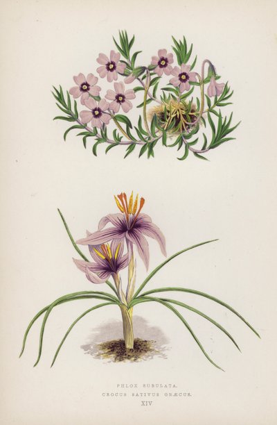 Floksa Subulata; Crocus sativus Yunanca (renkli taş) by English School