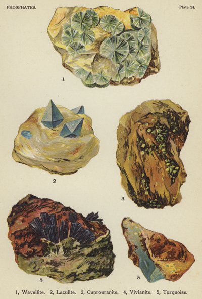 Fosfatlar, wavellite, lazulite, cuprouranite, vivianite, turkuaz (renkli lito) by English School
