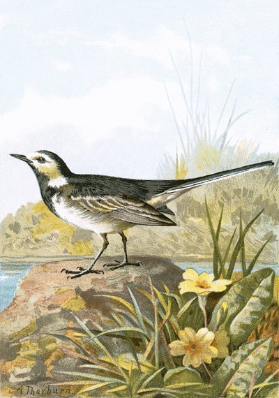 alaca kuyruksallayan by English School