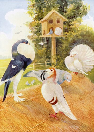 Güvercinler (renkli lito) by English School