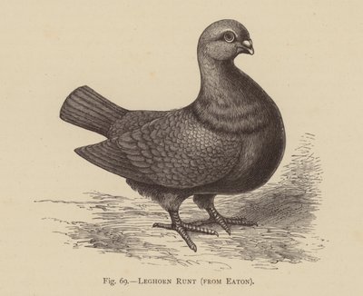 Güvercinler: Leghorn Runt, Eaton