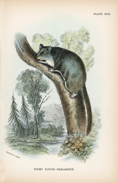 Pigmy Uçan Falanger by English School