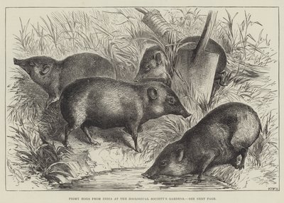 Zooloji Derneği'nin Bahçelerinde Hindistan'dan Pigmy Hogs (gravür) by English School