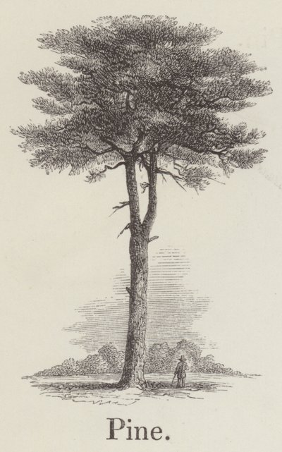 Çam (gravür) by English School