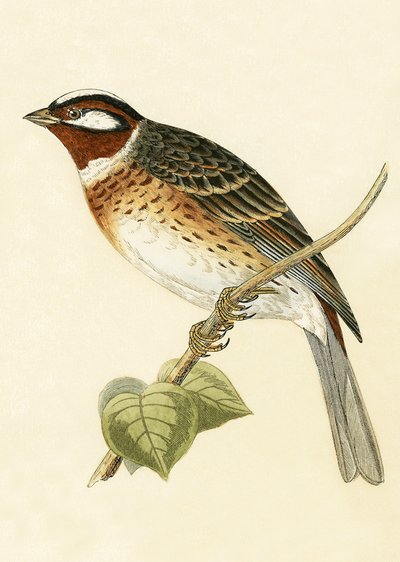 Pine Bunting, Charles Robert Bree (1811-86) tarafından 