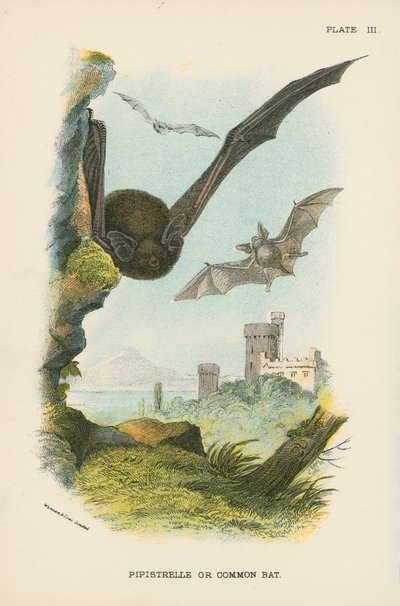 Pipistrelle veya Ortak Yarasa by English School