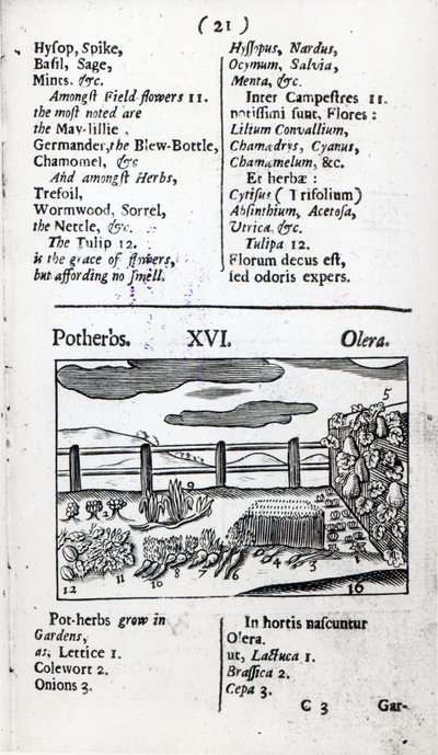 Johann Amos Comenius tarafından yazılan 
