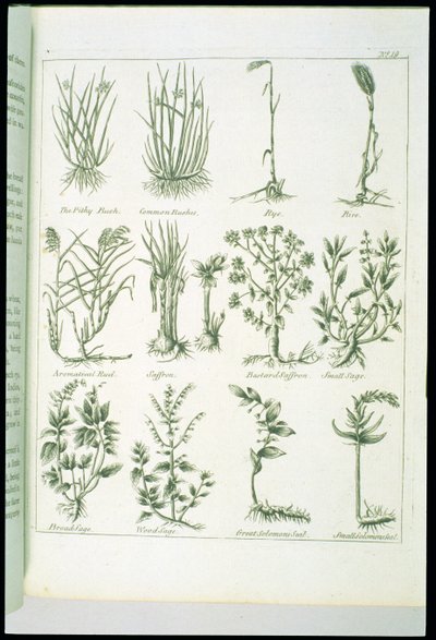 Culpepers English Physician and Complete Herbal