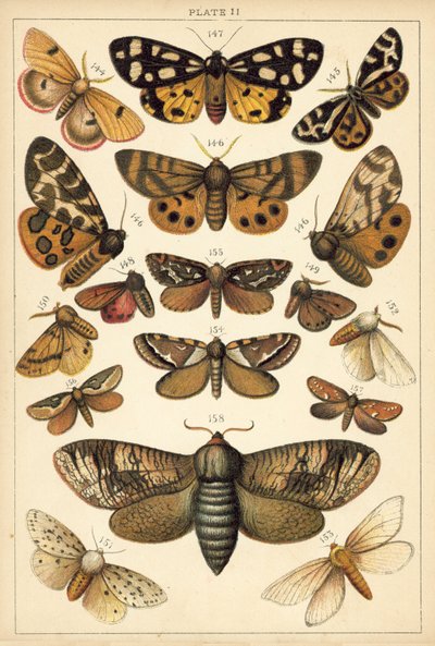 Ülkemizin Kelebek ve Güvelerinden Tabak (chromolitho) by English School