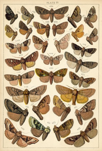 Ülkemizin Kelebek ve Güvelerinden Tabak (chromolitho) by English School