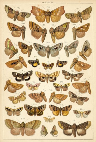 Ülkemizin Kelebek ve Güvelerinden Tabak (chromolitho) by English School