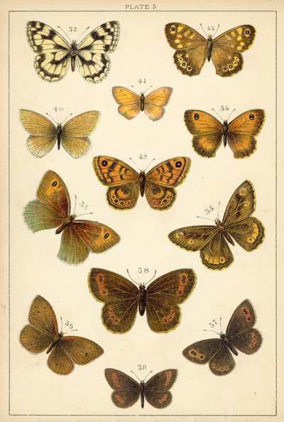 Ülkemizin Kelebek ve Güvelerinden Tabak (chromolitho) by English School