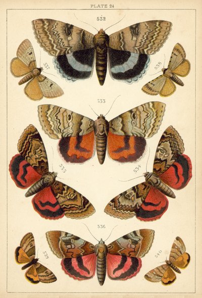 Ülkemizin Kelebek ve Güvelerinden Tabak (chromolitho) by English School
