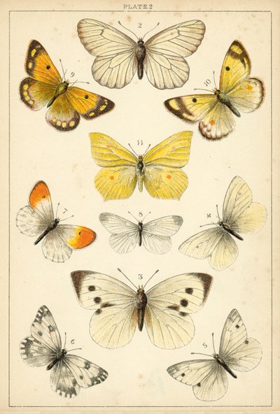 Ülkemizin Kelebek ve Güvelerinden Tabak (chromolitho) by English School