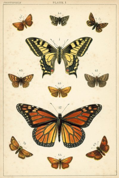 Ülkemizin Kelebek ve Güvelerinden Tabak (chromolitho) by English School