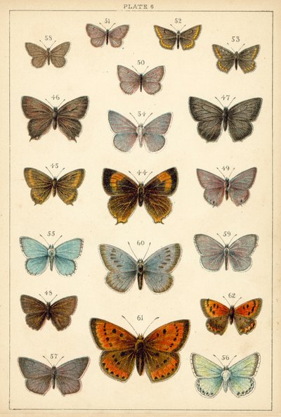 Ülkemizin Kelebek ve Güvelerinden Tabak (chromolitho) by English School