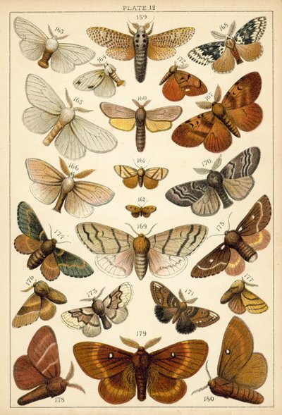 Ülkemizin Kelebek ve Güvelerinden Tabak (chromolitho) by English School