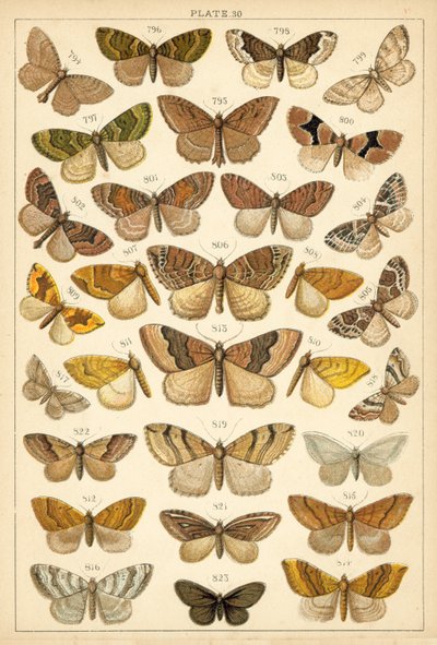 Ülkemizin Kelebek ve Güvelerinden Tabak (chromolitho) by English School