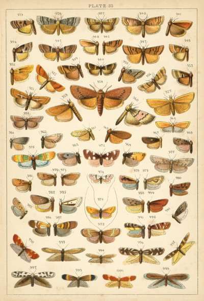 Ülkemizin Kelebek ve Güvelerinden Tabak (chromolitho) by English School