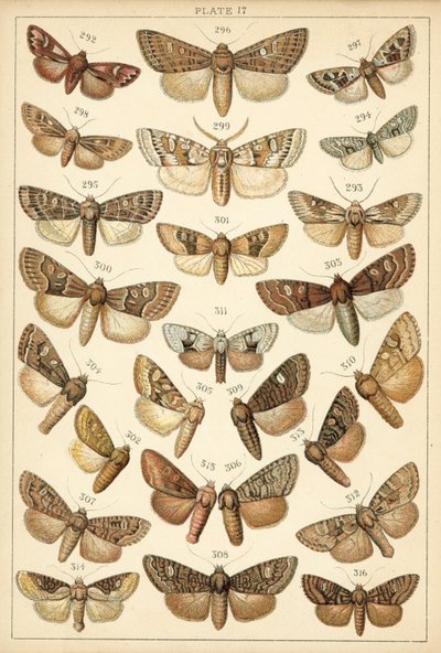 Ülkemizin Kelebek ve Güvelerinden Tabak (chromolitho) by English School