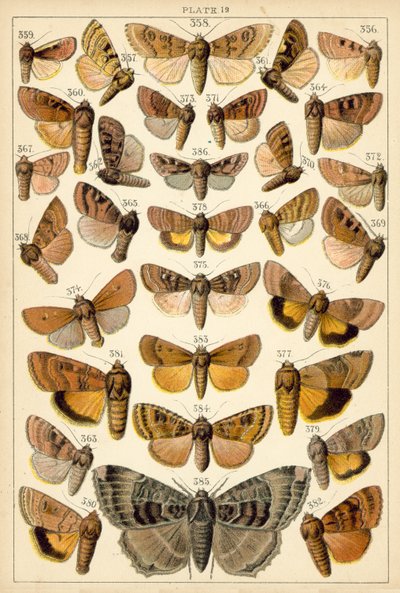Ülkemizin Kelebek ve Güvelerinden Tabak (chromolitho) by English School