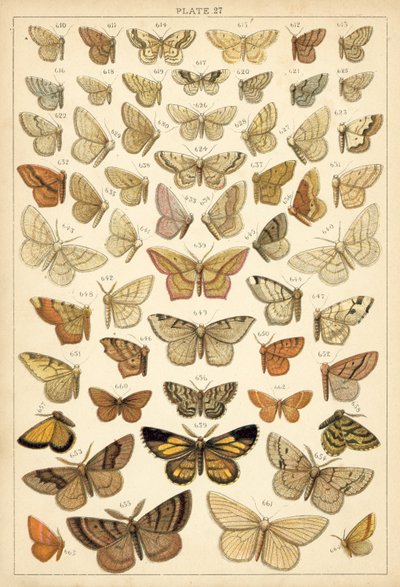 Ülkemizin Kelebek ve Güvelerinden Tabak (chromolitho) by English School