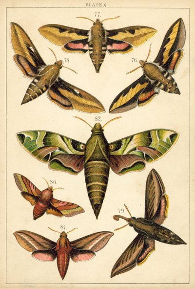 Ülkemizin Kelebek ve Güvelerinden Tabak (chromolitho) by English School