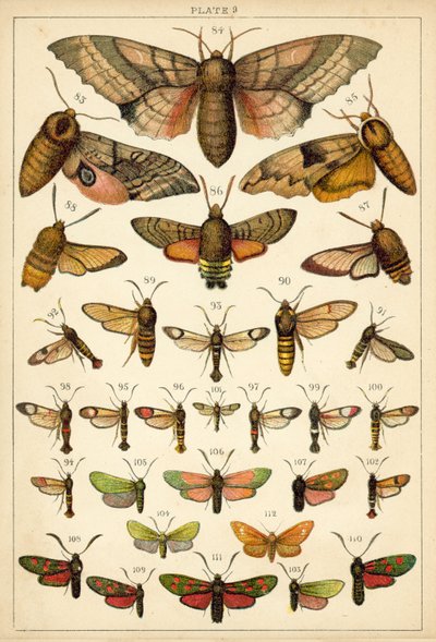 Ülkemizin Kelebek ve Güvelerinden Tabak (chromolitho) by English School