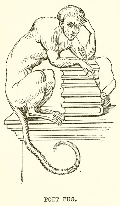 şair pug by English School