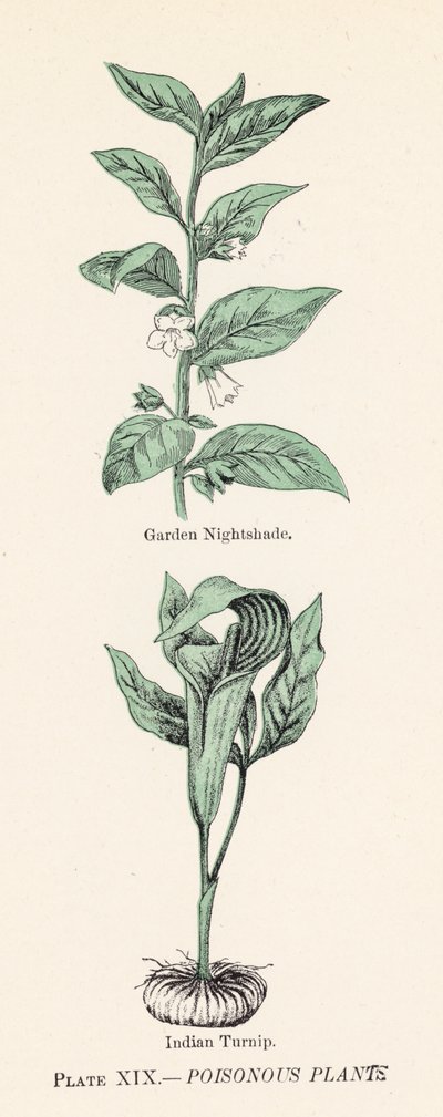 Zehirli bitkiler (renkli lito) by English School