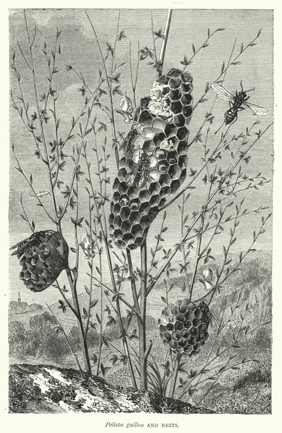 Polistes gallica ve Yuvaları (gravür) by English School