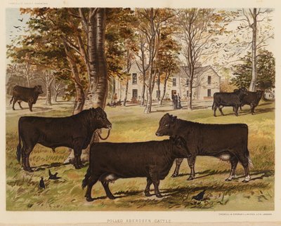 Polled Aberdeen Sığır (renkli lito) by English School