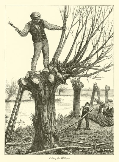 Söğütleri Yoklamak by English School